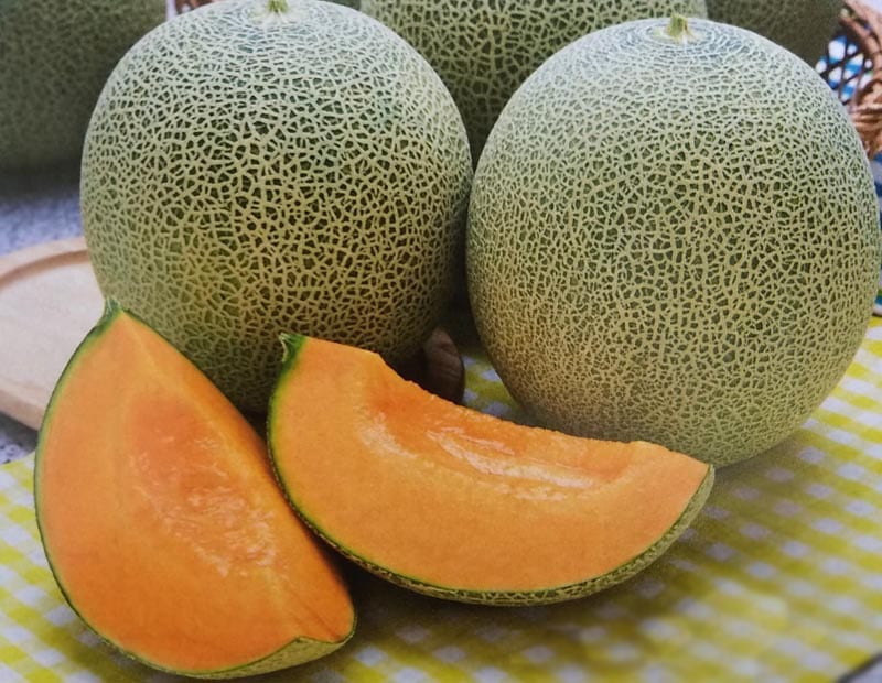 メロン種　レノンウエーブ　(100粒)<br>[栽培用 種子 甜瓜 生産者向け タキイ]