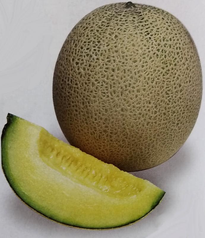 ※新種11月以降入荷後発送<br>メロン種　パンナTF　(100粒)<br>[栽培用 種子 甜瓜 生産者向け タキイ]