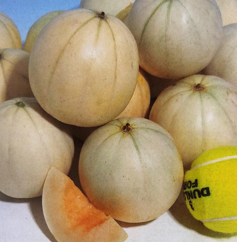 メロン種 【 かわい～ナ 】 100粒 （栽培用 種子 甜瓜 ミニメロン 生産者向け タキイ）