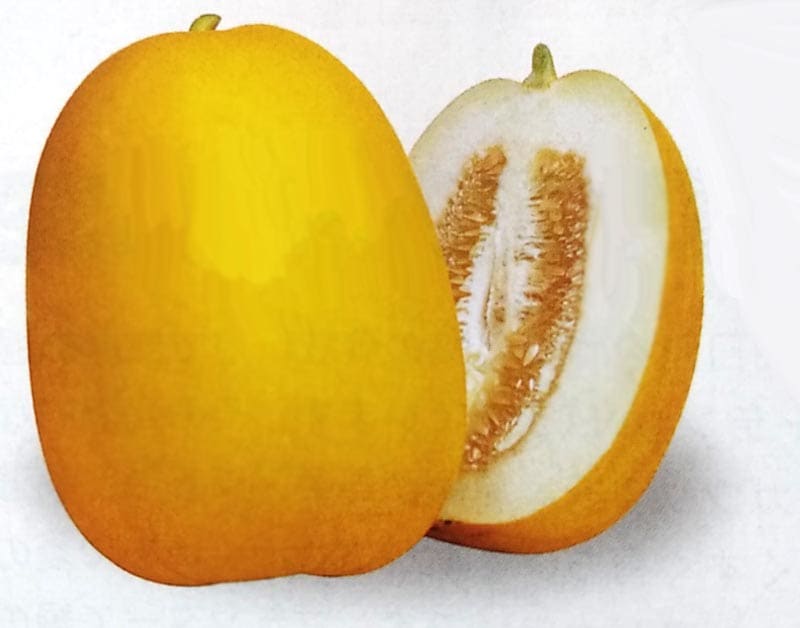 マクワ種　金太郎　(300粒)<br>[栽培用 種子 まくわうり マクワウリ 真桑瓜 生産者向け タキイ]