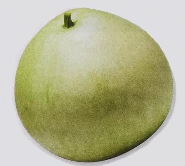 カンピョウ種　10貫目大丸　(22粒)<br>[栽培用 種子 干瓢 ユウガオ 夕顔 タキイ]