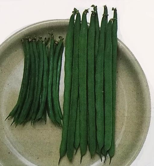 インゲン種　スラットワンダー　(1L)<br>[栽培用 種子 つるありいんげん 隠元豆 生産者向け タキイ]