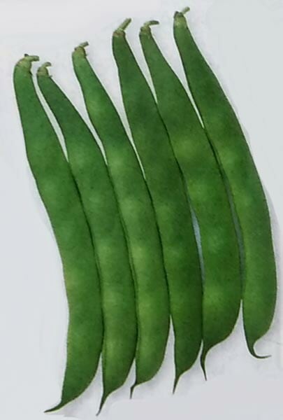 インゲン種 【 つるなしモロッコ 】 1dL （栽培用 種子 つるなしいんげん 隠元豆 タキイ）