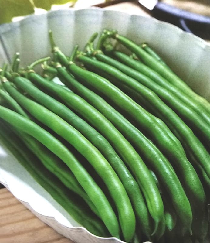 インゲン種　恋みどり　(1L)<br>[栽培用 種子 つるなしいんげん 隠元豆 生産者向け タキイ]