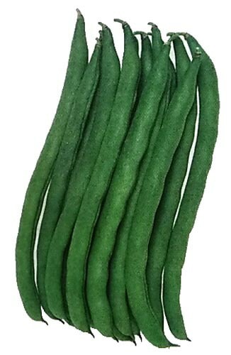 ※新種12～1月以降入荷予定<br>インゲン種 【 さつきみどり2号 】 1dL （栽培用 種子 つるなしいんげん 隠元豆 タキイ）