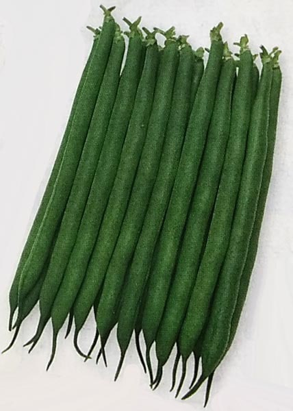 インゲン種 【 初みどり2号 】 1L （栽培用 種子 つるなしいんげん 隠元豆 生産者向け タキイ）