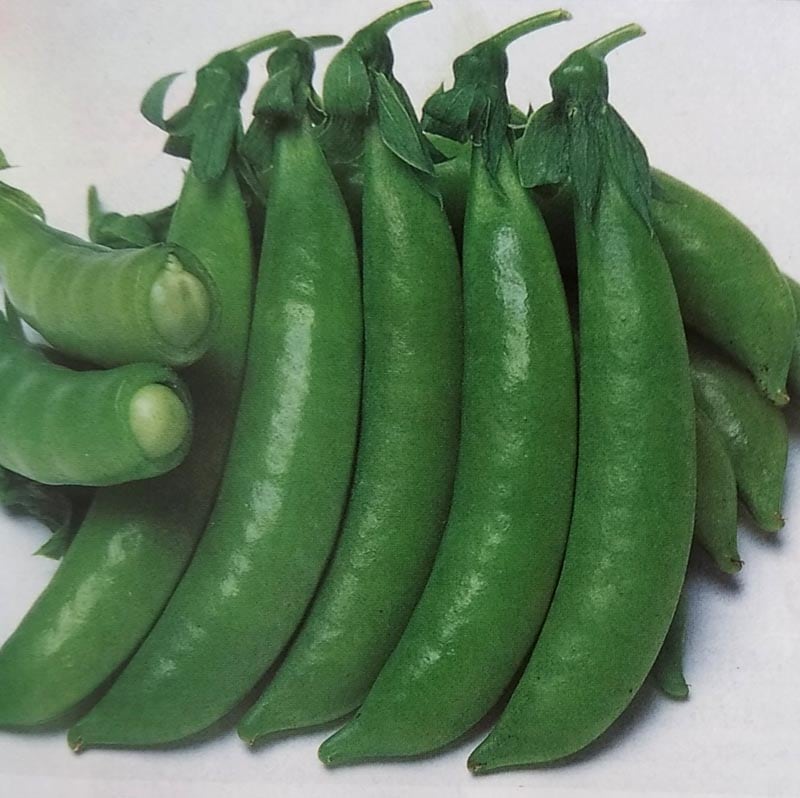 エンドウマメ種 【 ジャッキー 】 1dL （栽培用 種子 スナップエンドウ えんどうまめ 豌豆 タキイ）