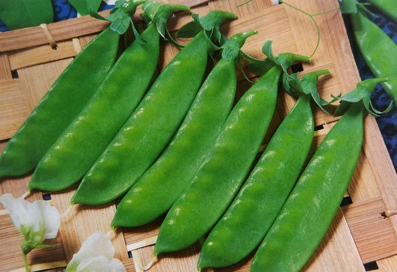 エンドウマメ種 【 成駒三十日 】 GF小袋 （栽培用 種子 キヌサヤエンドウ えんどうまめ 豌豆 きぬさや タキイ）