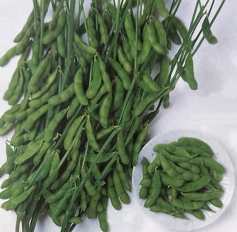 エダマメ種　富貴　(1L)<br>[栽培用 種子 えだまめ 枝豆 生産者向け タキイ][品種名：富貴]