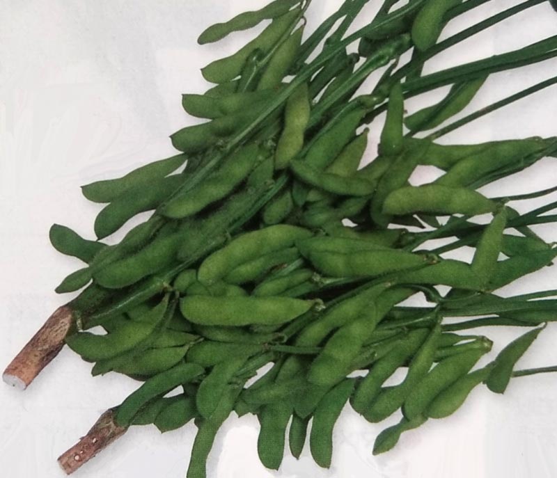 エダマメ種　江戸緑　(60ml)<br>[栽培用 種子 えだまめ 枝豆 タキイ]