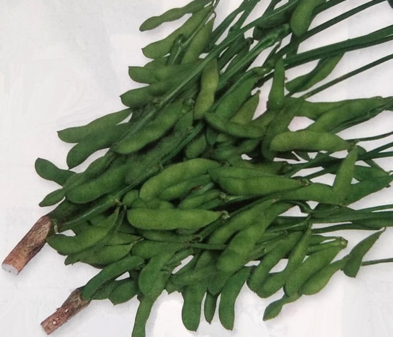 エダマメ種　江戸緑　(1L)<br>[栽培用 種子 えだまめ 枝豆 生産者向け タキイ]