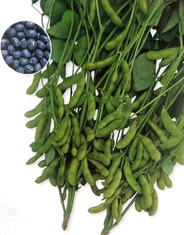 【新種2023年3月以降発送】エダマメ種　快豆黒頭巾　(1L)<br>[栽培用 種子 黒えだまめ 黒枝豆 生産者向け タキイ][農林水産省登録品種 品種名：快豆黒頭巾]