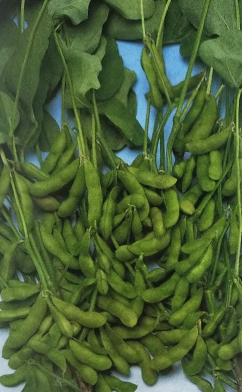 エダマメ種　早生黒頭巾　(1L)<br>[栽培用 種子 黒えだまめ 黒枝豆 生産者向け タキイ][品種名：早生黒頭巾]