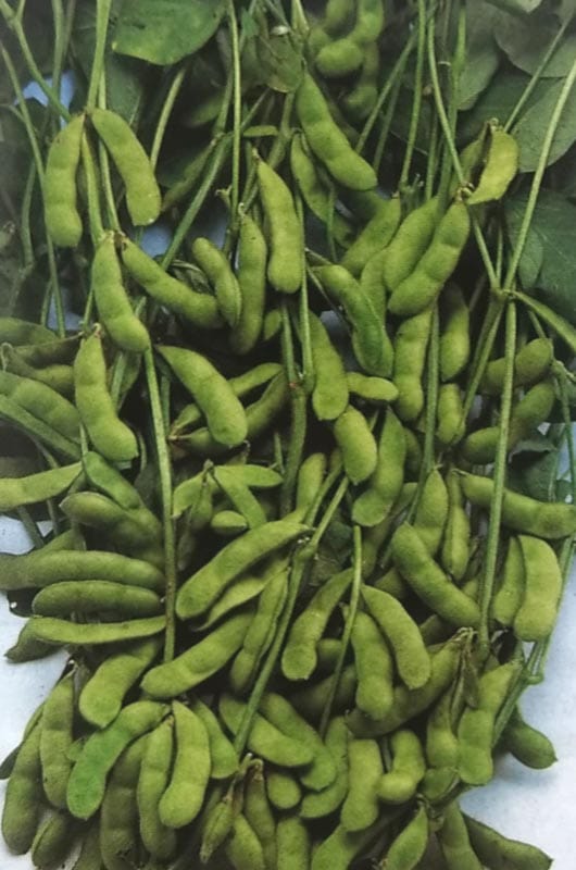 エダマメ種　濃姫　(1L)<br>[栽培用 種子 黒えだまめ 黒枝豆 生産者向け タキイ]