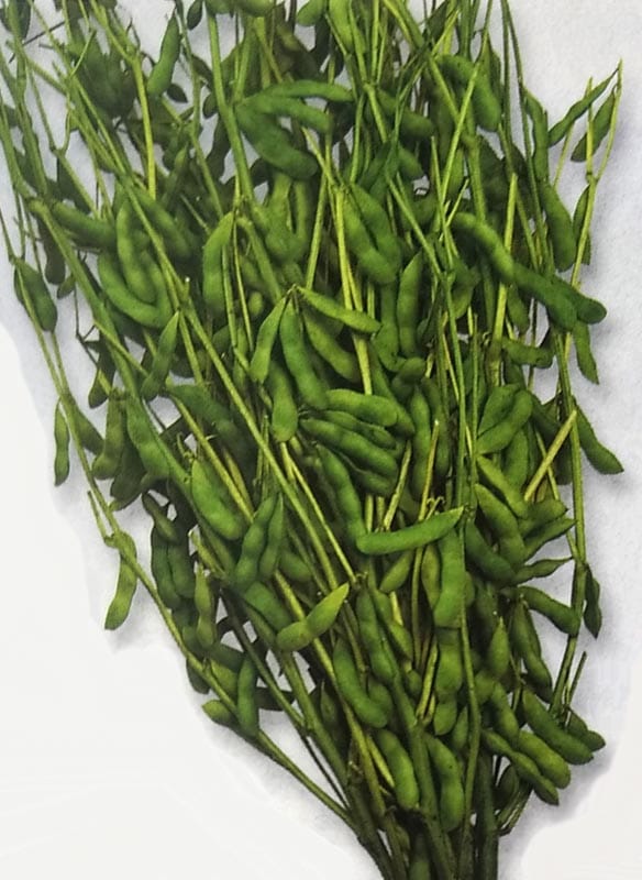 エダマメ種　鶴の子大豆　(1L)<br>[栽培用 種子 えだまめ 枝豆 ダイズ 生産者向け タキイ]