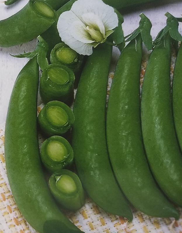 ※８月下旬以降入荷予定<br>エンドウマメ種 【 ビックスナップ 】 1L （栽培用 種子 スナップエンドウ えんどうまめ 豌豆 生産者向け トーホク）