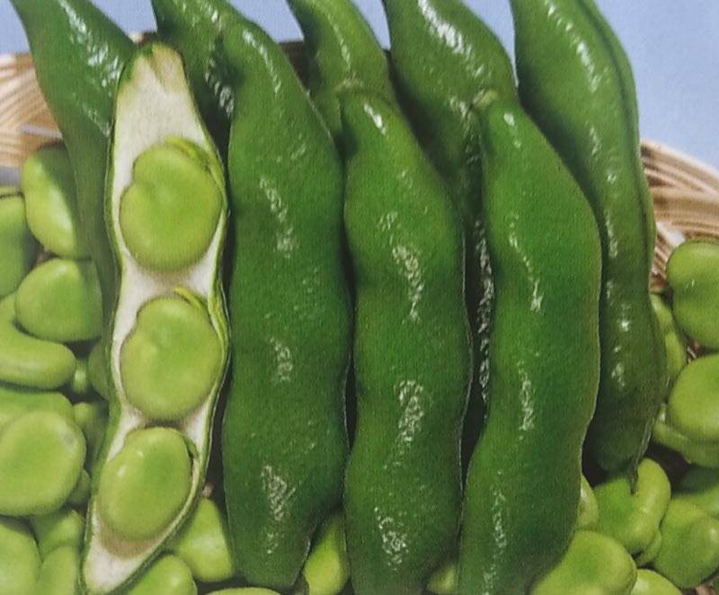 ソラマメ種 【 一寸ソラマメ大黄河 】50ml （そらまめ 空豆 蚕豆 トーホク）