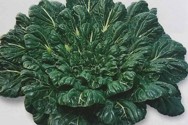 ツケナ種 【 タアサイ 】 小袋 （栽培用 種子 キサラギナ つけな 漬け菜 トーホク）