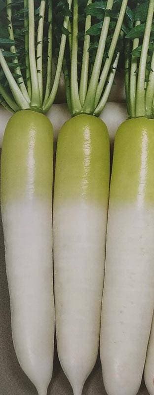 ダイコン種 【 F1春きたり 】 8000粒 （栽培用 種子 だいこん 大根 生産者向け トーホク）