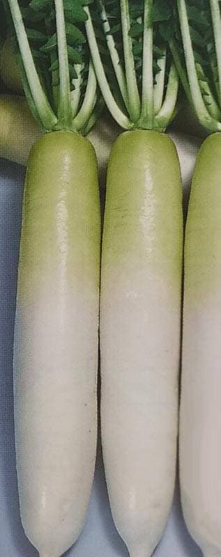 ダイコン種 【 F1夏秋清光 】 小袋 （栽培用 種子 だいこん 大根 トーホク）