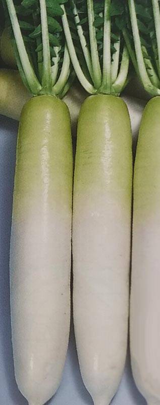 ダイコン種 【 F1夏秋清光 】 8000粒 （栽培用 種子 だいこん 大根 生産者向け トーホク）