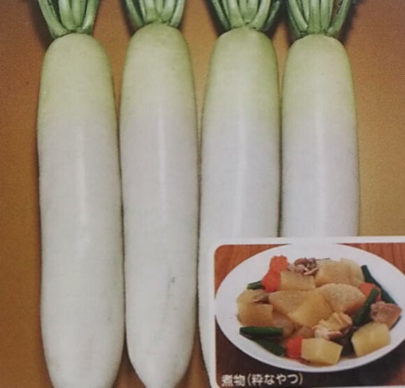 ダイコン種【 F1白進 】2dL （栽培用 種子 だいこん 大根