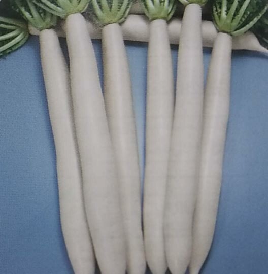 ダイコン種 【 F1干し一番 】 20ml （栽培用 種子 だいこん 大根 トーホク）