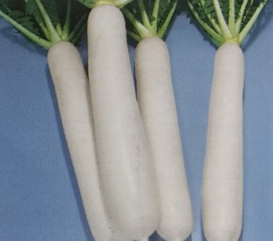 ダイコン種 【 F1早つまり大蔵 】 2dL （栽培用 種子 だいこん 大根 生産者向け トーホク）