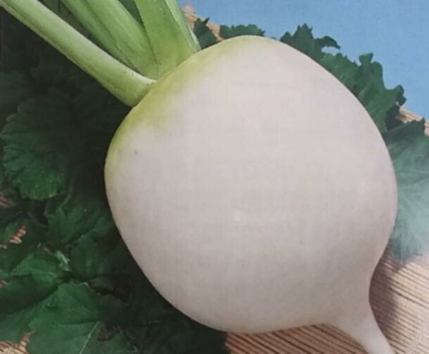 ダイコン種 【 F1早生聖護院 】 20ml （栽培用 種子 だいこん 大根 トーホク）