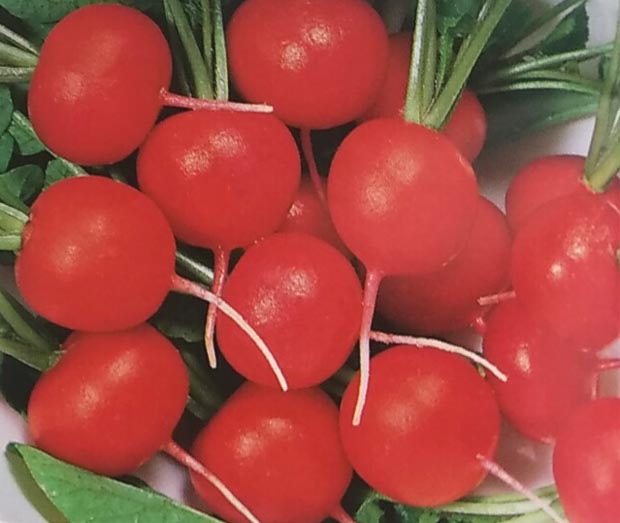 ダイコン種 F1　赤丸二十日大根  (5ml)<br>[栽培用 種子 だいこん 大根 トーホク]