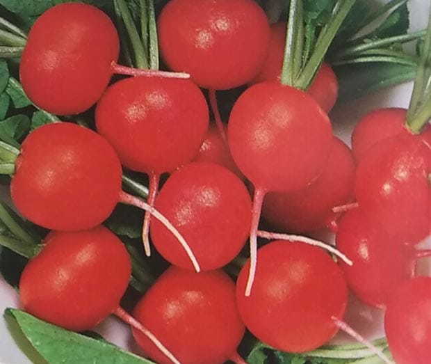 ダイコン種 【 F1赤丸二十日大根 】 2dL （栽培用 種子 だいこん 大根 生産者向け トーホク）