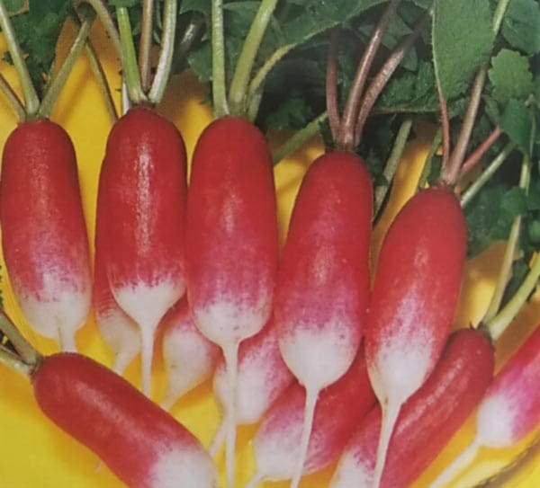 ダイコン種 F1　キスミー二十日大根  (5ml)<br>[栽培用 種子 だいこん 大根 トーホク]