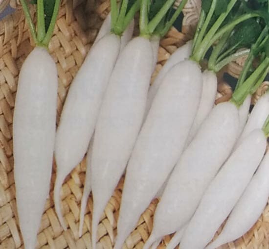 ダイコン種 【 F1白鷺二十日大根 】 2dL （栽培用 種子 だいこん 大根 生産者向け トーホク）