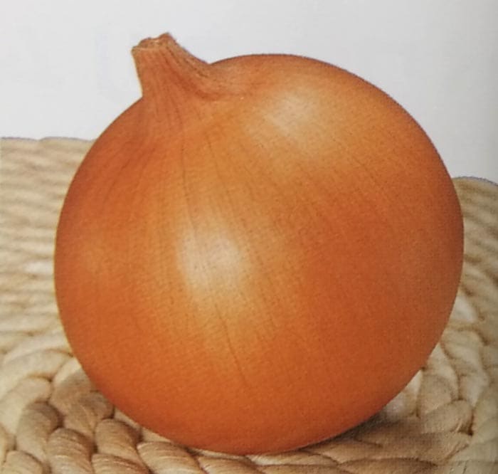 タマネギ種 【 プラネット 】 小袋 （たまねぎ 玉ねぎ 玉ネギ 玉葱 トーホク）