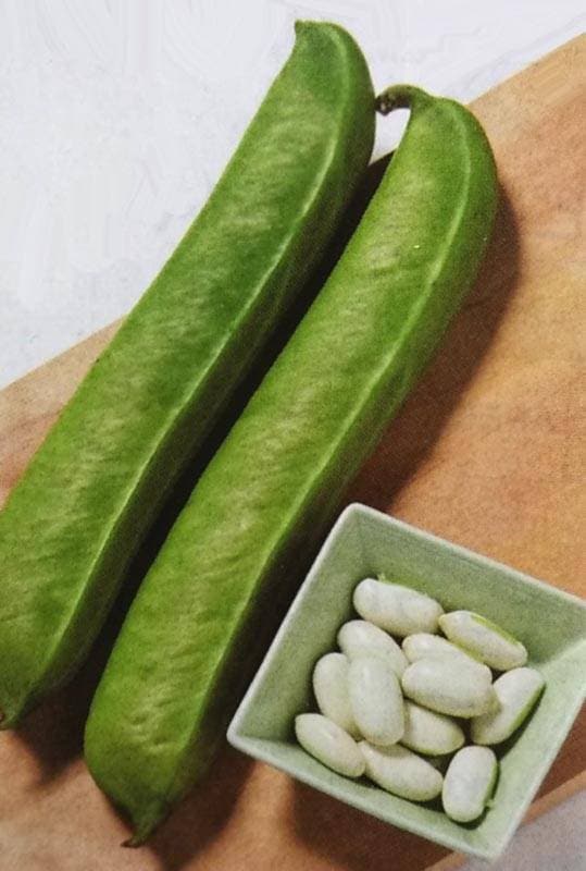 ナタマメ種【　白刀豆　】 渡辺採種場