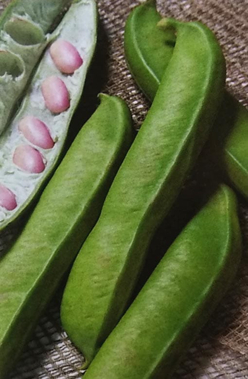 なたまめ 新種2025年2月以降入荷後発送<br>ナタマメ種 【 赤刀豆 】 30粒