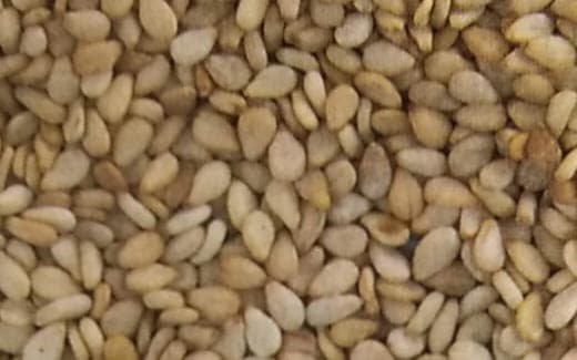 ゴマ種 【 白ごま 】 1dL （栽培用 種子 胡麻 ゴマ 生産者向け タキイ）