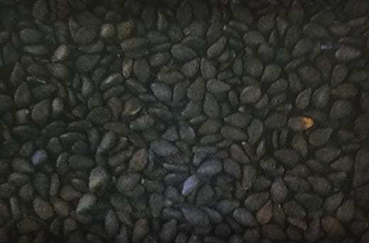 ゴマ種 【 黒ごま 】 MF小袋 （栽培用 種子 胡麻 ゴマ タキイ タキイ）