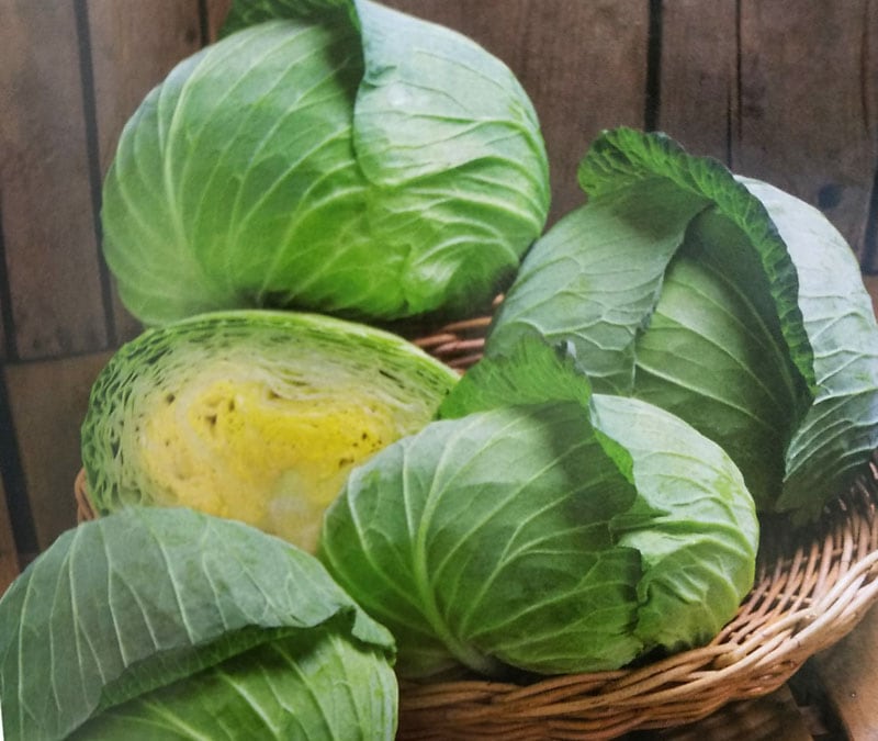 キャベツ種　BCR龍月　(2000粒)<br>[栽培用 種子 きゃべつ 甘藍 生産者向け タキイ]