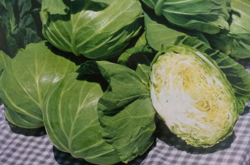 キャベツ種　YR春空　ペレット種子(150粒)<br>[栽培用 種子 きゃべつ 甘藍 タキイ]