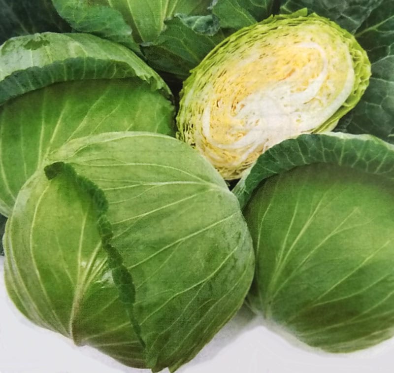 キャベツ種　YR若空　(2000粒)<br>[栽培用 種子 きゃべつ 甘藍 生産者向け タキイ]