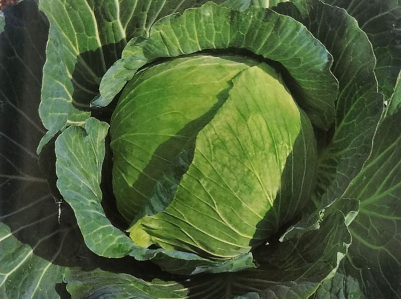 キャベツ種　YR天空　(2000粒)<br>[栽培用 種子 きゃべつ 甘藍 生産者向け タキイ]