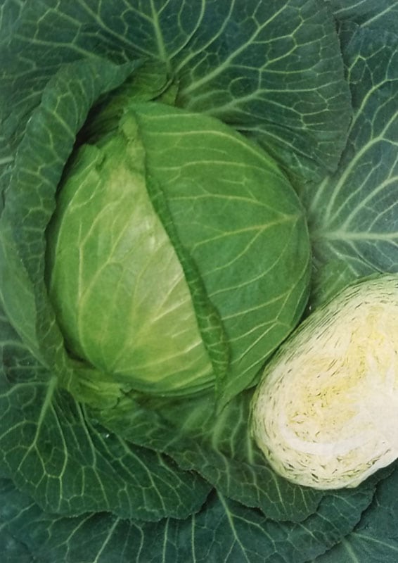 キャベツ種　彩峰　(2000粒)<br>[栽培用 種子 きゃべつ 甘藍 生産者向け タキイ]