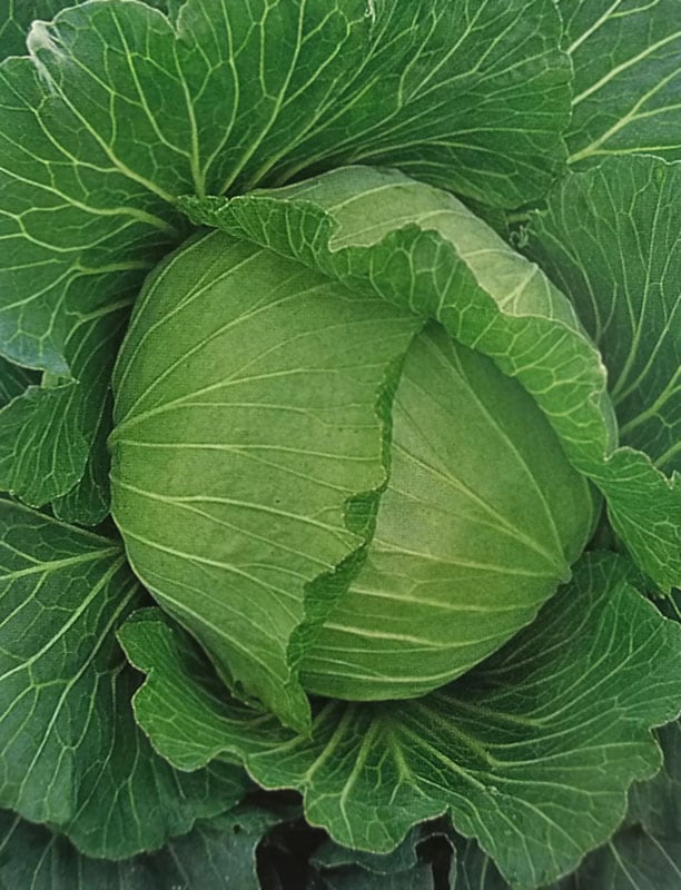 キャベツ種　初秋　(1.8ml)<br>[栽培用 種子 きゃべつ 甘藍 タキイ]