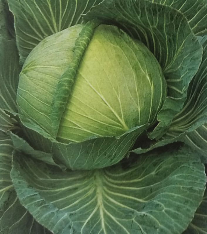 キャベツ種　一号　(2,000粒)<br>[栽培用 種子 きゃべつ 甘藍 生産者向け タキイ]