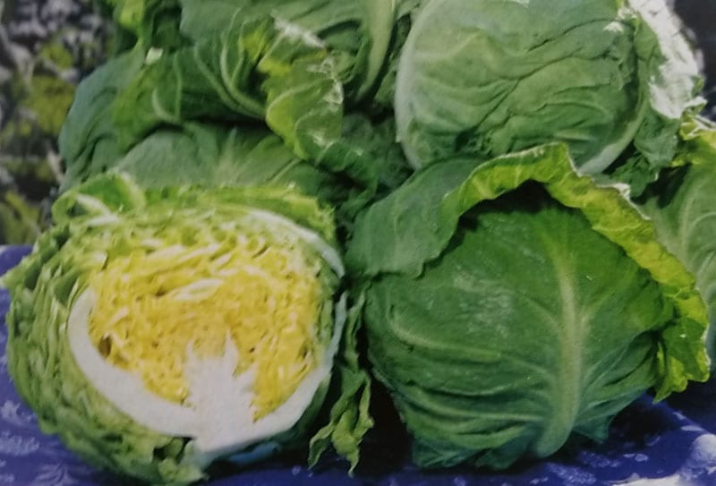 キャベツ種　春波　(2000粒)<br>[栽培用 種子 きゃべつ 甘藍 生産者向け タキイ]