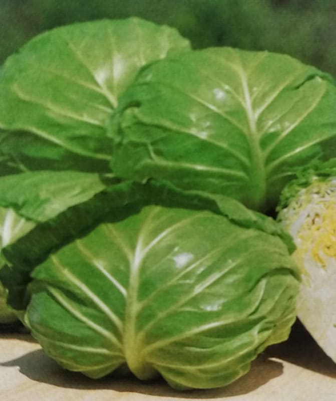 キャベツ種　初夏のかほり　(2000粒)<br>[栽培用 種子 きゃべつ 甘藍 生産者向け タキイ]