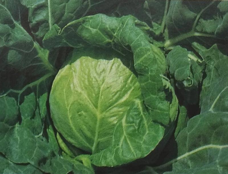 キャベツ種 【 北ひかり 】 2000粒 （栽培用 種子 きゃべつ 甘藍 生産者向け タキイ）