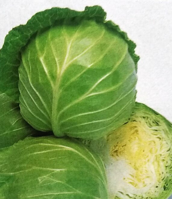 ※ 販売中止 ※ キャベツ種 【 レンヌ 】 2000粒 （栽培用 種子 きゃべつ 甘藍 グリーンボール 生産者向け タキイ）