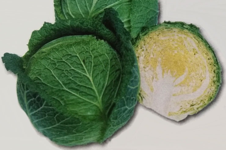 キャベツ種　サボイエースSP　(160粒)<br>[栽培用 種子 きゃべつ 甘藍 サボイキャベツ タキイ]